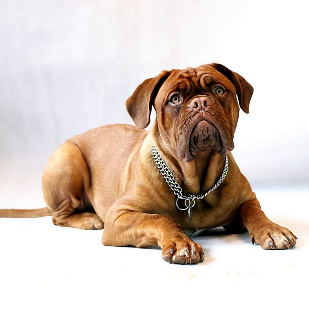 Hund, stor brun hund med rynkete ansikt og metallhalsbånd ligger og ser rett mot kameraet.