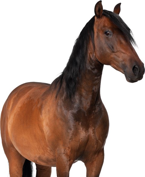Hestefôr for hud, pels og hover 50ml vist med brun hest fra siden mot hvit bakgrunn, tydelig pels og muskler.