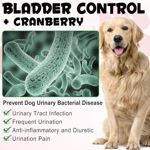 Hundesnacks for urinveier og nyrer, bilde med golden retriever, bakterier og engelske produktfordeler.