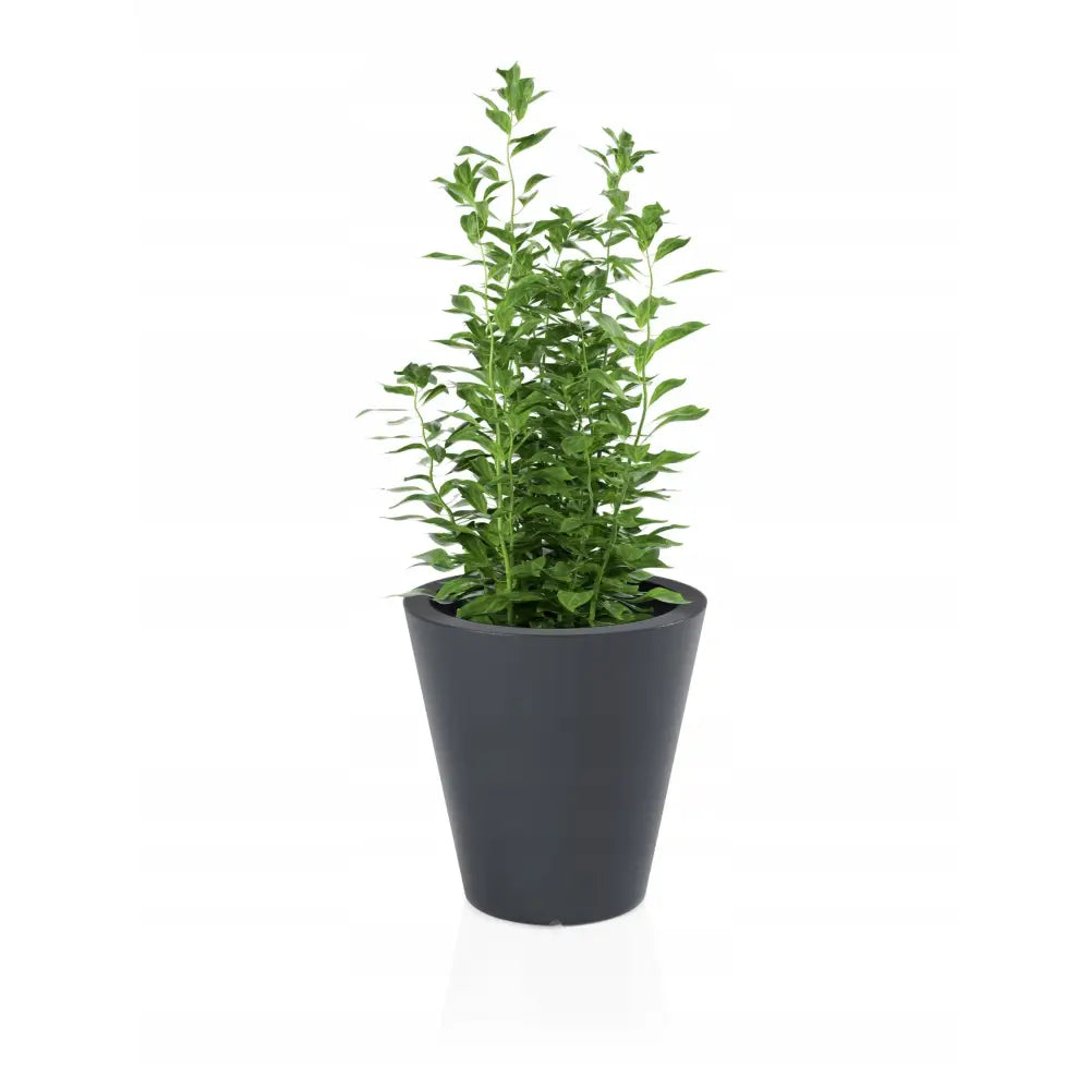 Blomsterpotte Ovo Antrasitt (full Kapasitet + Vann Drenering)