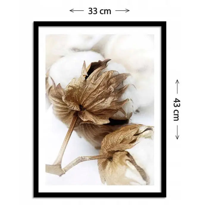 Innrammet plakat med botanisk motiv av brune bomullskapsler, hvit bakgrunn og målestrek på 33 x 43 cm.