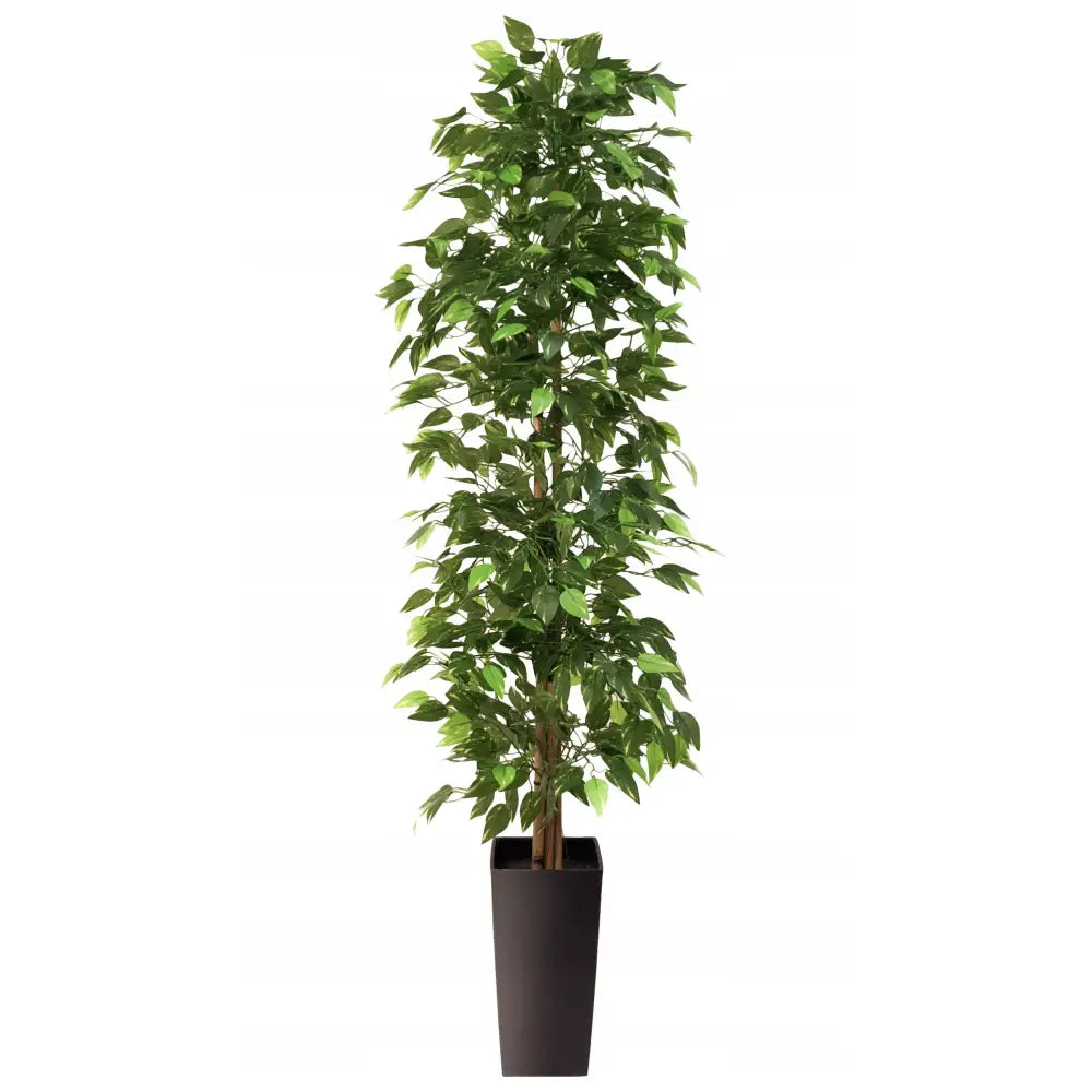 Kunstig fikustre 160 cm, frodig grønn plante med tette blader i sort firkantet potte mot hvit bakgrunn.
