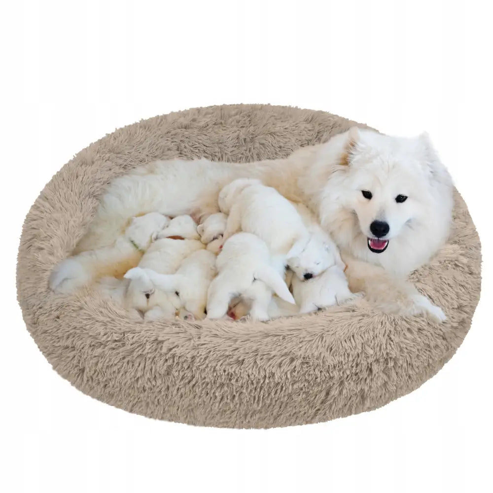 Myk og fluffy XXL seng i beige plysj, hvit voksen hund og valper hviler sammen i sengen, sett ovenfra.