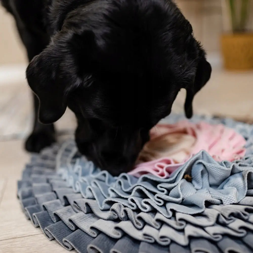Pedagogisk leketøy for hund Wufy luktematte, svart hund undersøker blå, beige og rosa stoffmatte med mange folder, nærbilde fra siden.