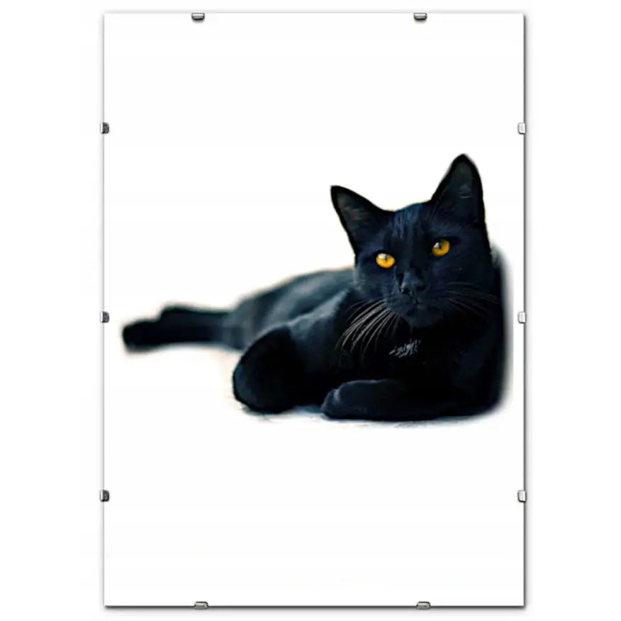 Svart katt med gule øyne hviler på hvitt underlag, innrammet med svart aluminiumsramme og metallklemmer.