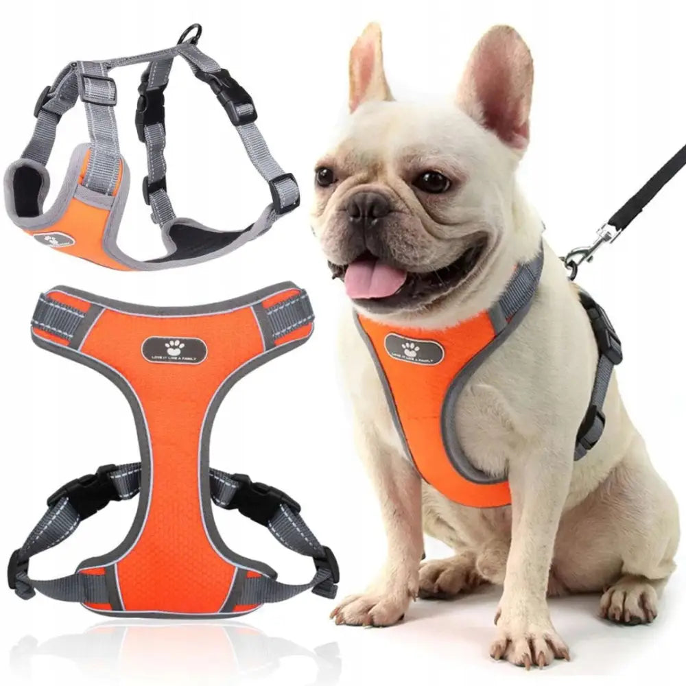 Trenings- og tursele Astro Oransje, vist på hvit fransk bulldog samt detaljer av refleks og justerbare stropper.