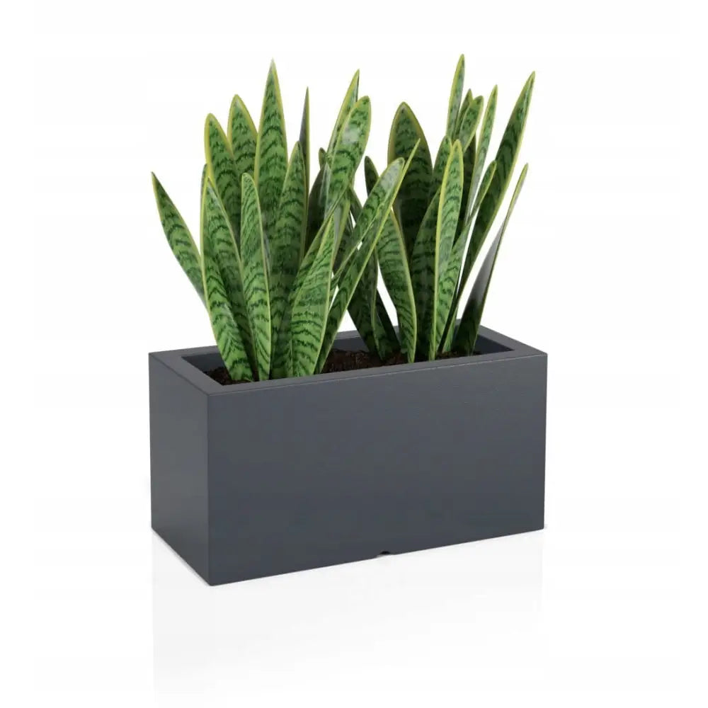 Avlange blomsterpotter Lungo i antrasitt med gronne planter