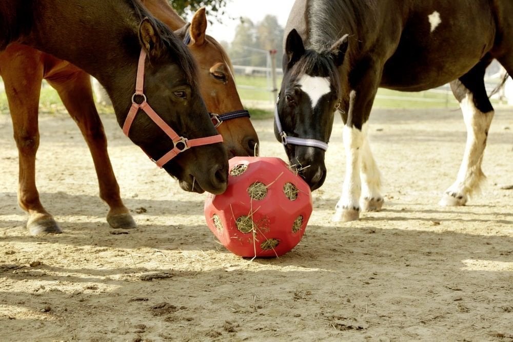 Høy ball for hest, grønn plastkule med hull til sakte fôring, rommer opptil 3 kg høy i stall.